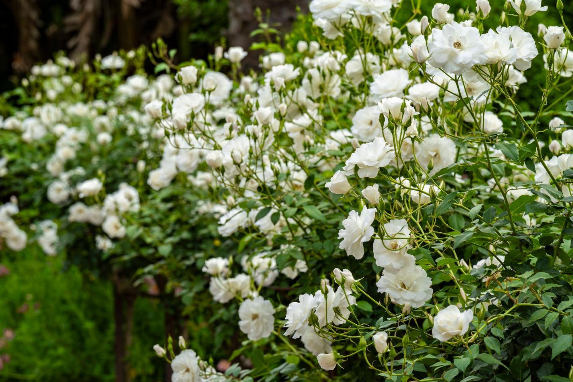 Woodall Country House And Spa アッド エクステリア 写真